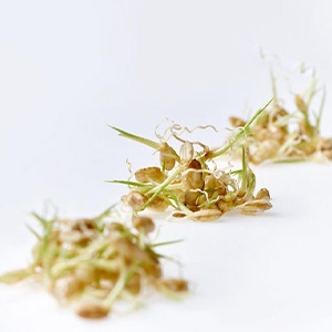 Germoglio riso vegetale