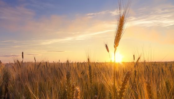 Export alimentare Made in Italy